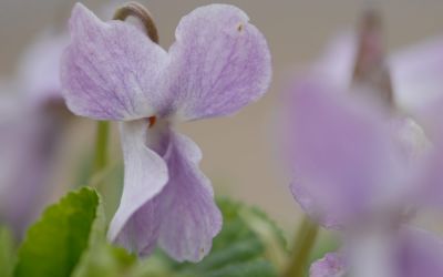 Viola odorata Charles Winston Groves - Duft-Veilchen