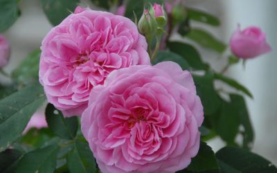Rosa Gertrude Jekyll ® - Strauch-Rose, Englische Rose