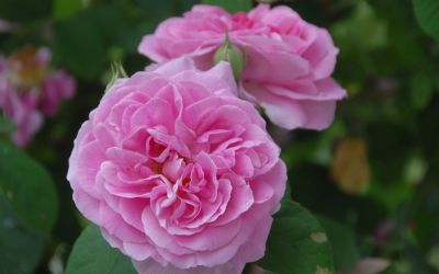 Rosa Gertrude Jekyll ® - Strauch-Rose, Englische Rose