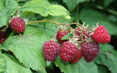 Sommer-Himbeere Sanibelle ® - Rubus idaeus - Früchte an 2-jährigen Ruten