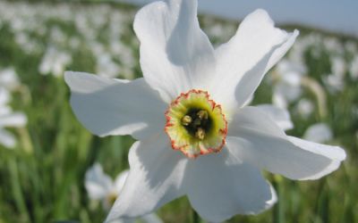 Narcissus poeticus Recurvus - Poeticus Narzisse