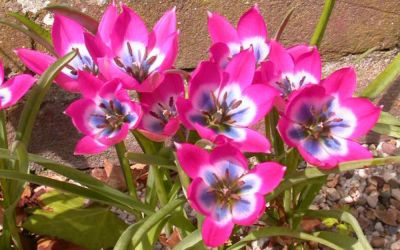 Tulipa Little Beauty - Botanische Tulpe