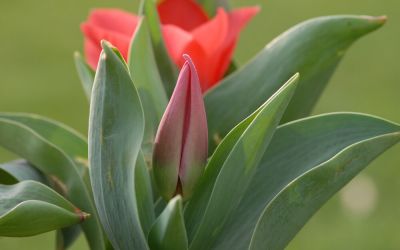 Tulipa greigii Portland - Greigii-Tulpe