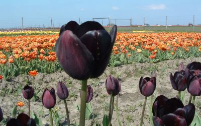 Tulipa Queen of Night - Einfache späte Tulpe