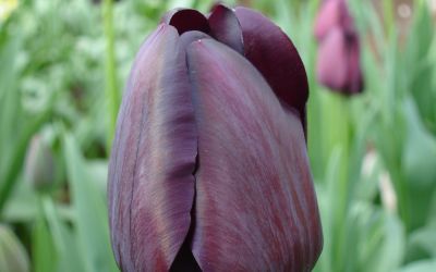Tulipa Queen of Night - Einfache späte Tulpe