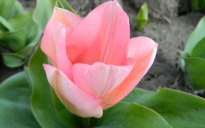 Tulipa Sweet Sixteen - Triumph-Tulpe