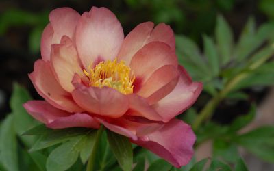 Paeonia Hybride Magical Mystery Tour - Pfingstrose (intersektionelle Hybride)