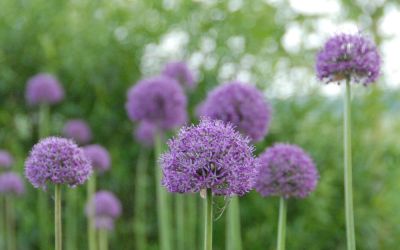 Allium aflatunense Purple Sensation - Kugel-Lauch