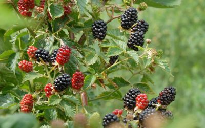 Brombeere Navaho® Summerlong® - Rubus fruticosus