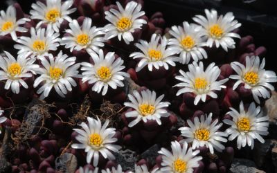 Delosperma alpina - Winterharte Mittagsblume