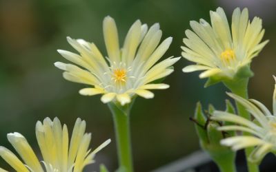Delosperma Hybride Amelie - Winterharte Mittagsblume