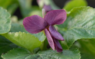 Viola odorata Mulberry - Duft-Veilchen