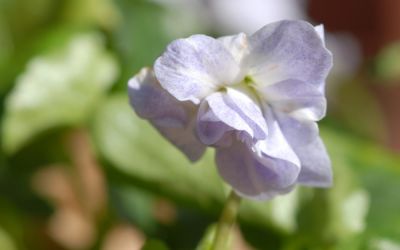 Viola alba ssp. dehnhardtii Ferndale - Parma-Veilchen