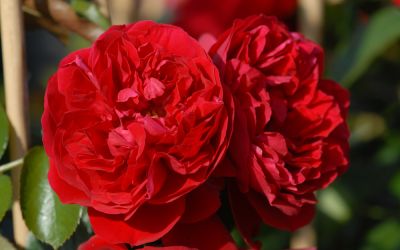 Rosa Florentina ® - Kletter-Rose