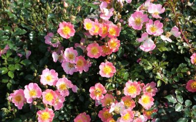 Rosa Topolina ® - Bodendecker-Rose, Kleinstrauch-Rose