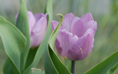 Tulipa Candy Prince - Einfache frühe Tulpe