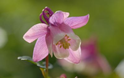 Aquilegia flabellata Cameo-Rosa-Weiß - Miniatur-Akelei