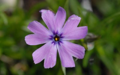 Phlox subulata Purple Beauty - Polster-Phlox, Teppich-Phlox