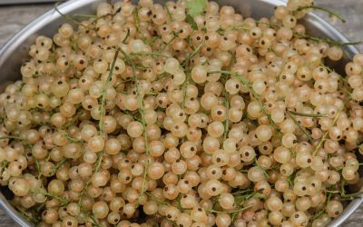 Weiße Johannisbeere Glasperle ® - Ribes rubrum