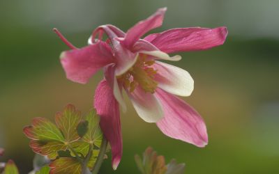 Aquilegia flabellata Spring Magic Hellrot-Gelb - Kleine Akelei