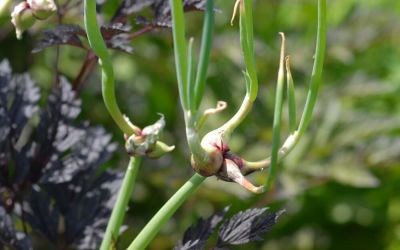 Allium cepa var. viviparum - Etagen-, Luftzwiebel