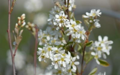 Amelanchier rotundifolia - Echte Felsenbirne