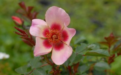 Rosa For Your Eyes Only ® - Beet-Rose (Hulthemia persica Hybride)