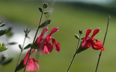 Salvia microphylla Hot Lips - Salbei