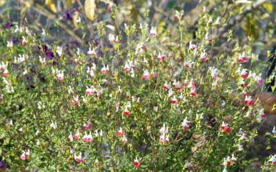 Salvia microphylla Hot Lips - Salbei