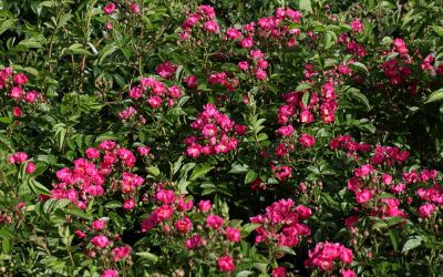 Rosa Multiflora-Hybride Maria Lisa - Kletter-Rose, Rambler