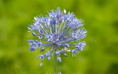 Allium caeruleum Azureum - Blau-Lauch