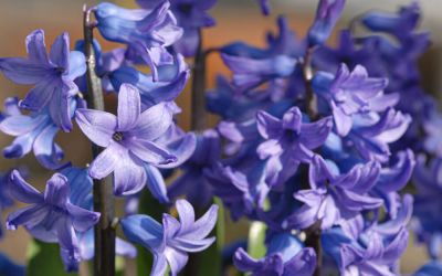 Hyacinthus orientalis Delft Blue - Hyazinthe