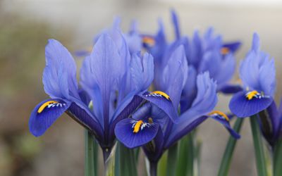 Iris reticulata Harmony - Zwerg-Iris