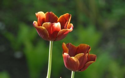 Tulipa Abu Hassan - Triumph-Tulpe