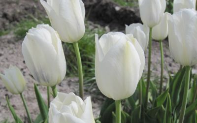 Tulipa Inzell - Triumph-Tulpe