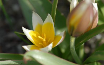 Tulipa tarda - Wildtulpe