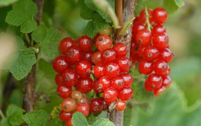 Rote Johannisbeere Sonette ® - Ribes rubrum