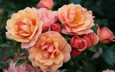 Rosa Aprikola ® - Bodendecker-Rose, Kleinstrauch-Rose