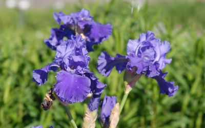 Iris barbata-elatior Pledge Allegiance - Hohe Bart-Iris, Schwertlilie