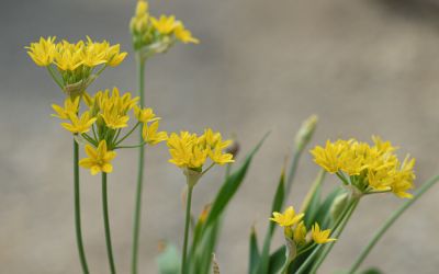 Allium moly Jeannine - Goldlauch