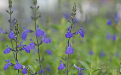 Salvia Hybride Blue Note - Salbei