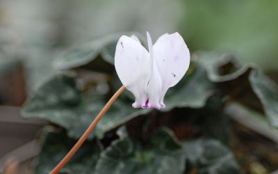 Cyclamen hederifolium - Herbst-Alpenveilchen