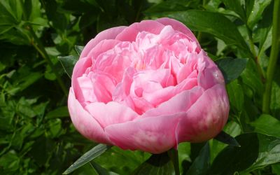 Paeonia Hybride Etched Salmon - Pfingstrose