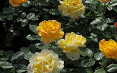 Rosa Arthur Bell - Floribunda-, Beet-Rose