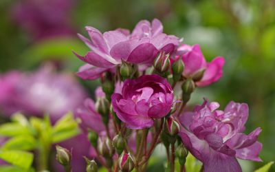 Rosa Multiflora-Hybride Veilchenblau - Kletter-Rose, Rambler