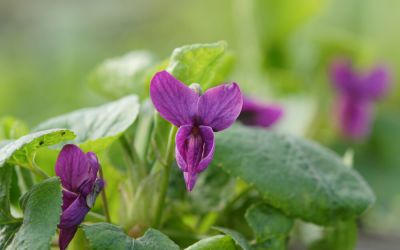 Viola odorata Lichtblick - Duft-Veilchen