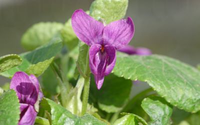 Viola odorata Lichtblick - Duft-Veilchen