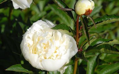 Paeonia lactiflora Duchesse de Nemours - Edel-Pfingstrose