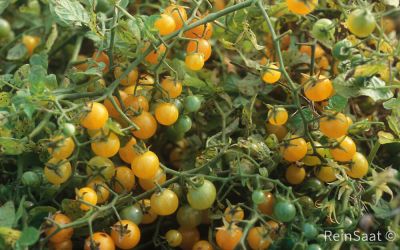 Saatgut: Wildtomate Gelbe Johannisbeere - Solanum lycopersicum L.