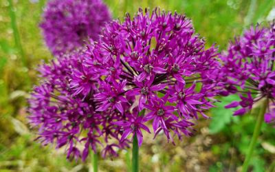 Allium Purple Rain - Zier-Lauch